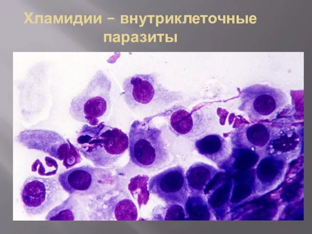 Хламидии – внутриклеточные паразиты