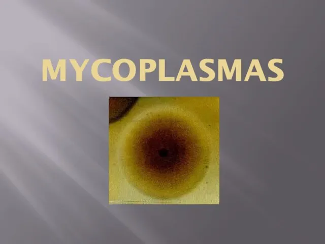 MYCOPLASMAS