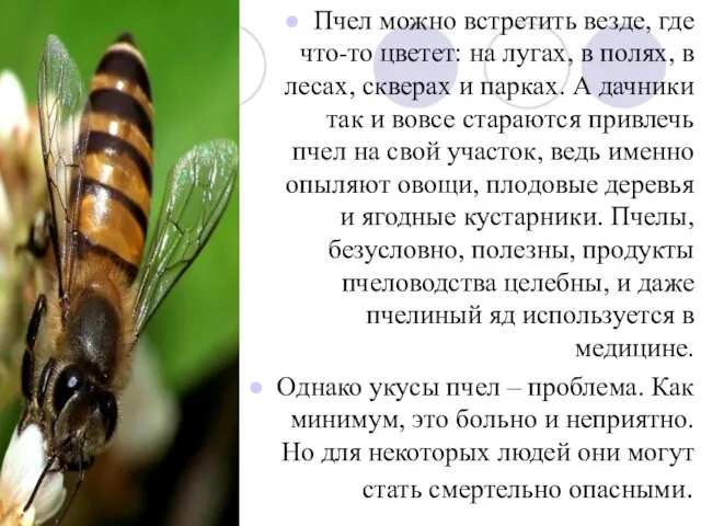 Пчел можно встретить везде, где что-то цветет: на лугах, в полях,