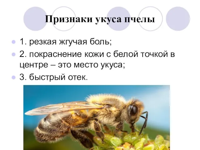 Признаки укуса пчелы 1. резкая жгучая боль; 2. покраснение кожи с
