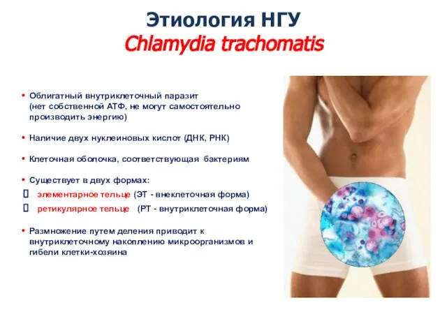 Этиология НГУ Chlamydia trachomatis Облигатный внутриклеточный паразит (нет собственной АТФ, не