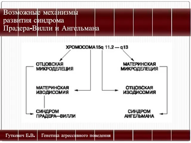 Возможные механизмы развития синдрома Прадера-Вилли и Ангельмана Гуткевич Е.В. Генетика агрессивного поведения