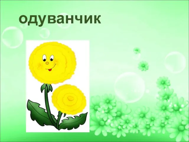 одуванчик