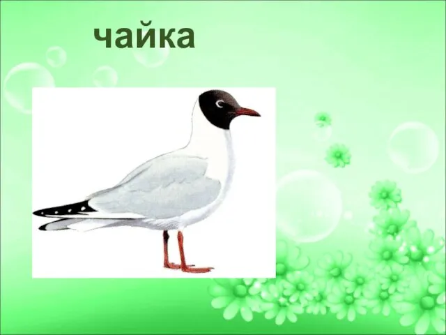 чайка