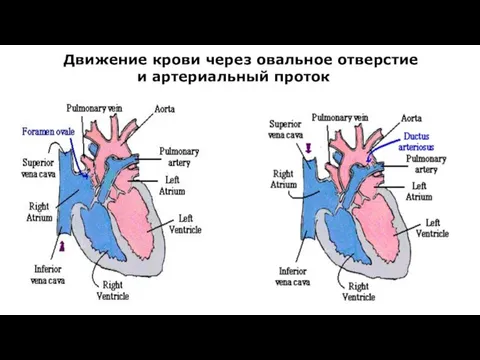 Движение крови через овальное отверстие и артериальный проток