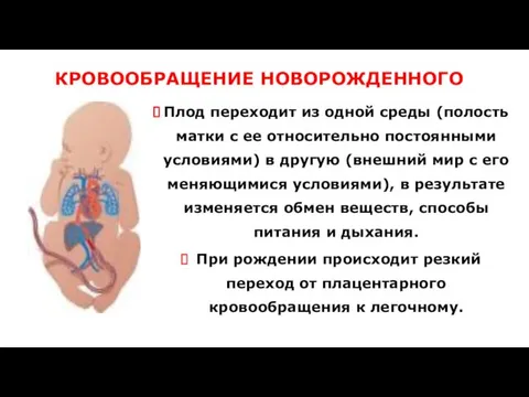 КРОВООБРАЩЕНИЕ НОВОРОЖДЕННОГО Плод переходит из одной среды (полость матки с ее