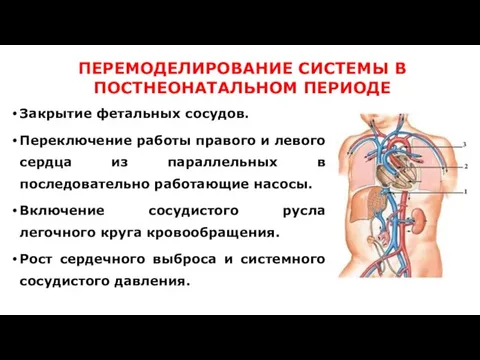 ПЕРЕМОДЕЛИРОВАНИЕ СИСТЕМЫ В ПОСТНЕОНАТАЛЬНОМ ПЕРИОДЕ Закрытие фетальных сосудов. Переключение работы правого