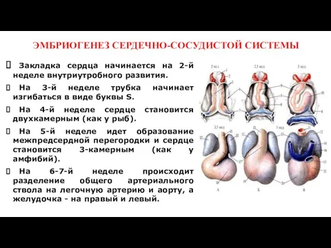 ЭМБРИОГЕНЕЗ СЕРДЕЧНО-СОСУДИСТОЙ СИСТЕМЫ Закладка сердца начинается на 2-й неделе внутриутробного развития.