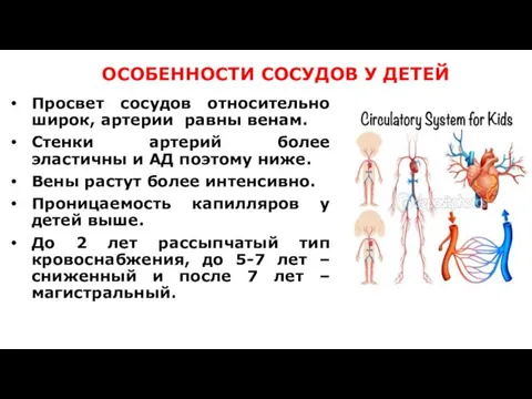 ОСОБЕННОСТИ СОСУДОВ У ДЕТЕЙ Просвет сосудов относительно широк, артерии равны венам.