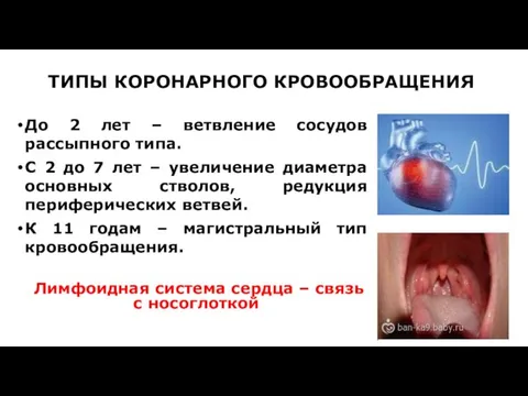 ТИПЫ КОРОНАРНОГО КРОВООБРАЩЕНИЯ До 2 лет – ветвление сосудов рассыпного типа.