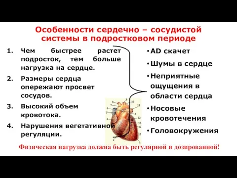 Особенности сердечно – сосудистой системы в подростковом периоде Чем быстрее растет