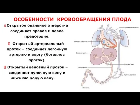 ОСОБЕННОСТИ КРОВООБРАЩЕНИЯ ПЛОДА Открытое овальное отверстие соединяет правое и левое предсердие.