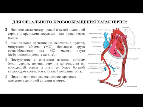 ДЛЯ ФЕТАЛЬНОГО КРОВООБРАЩЕНИЯ ХАРАКТЕРНО: Наличие связи между правой и левой половиной