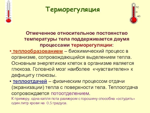 Отмеченное относительное постоянство температуры тела поддерживается двумя процессами терморегуляции: теплообразованием –