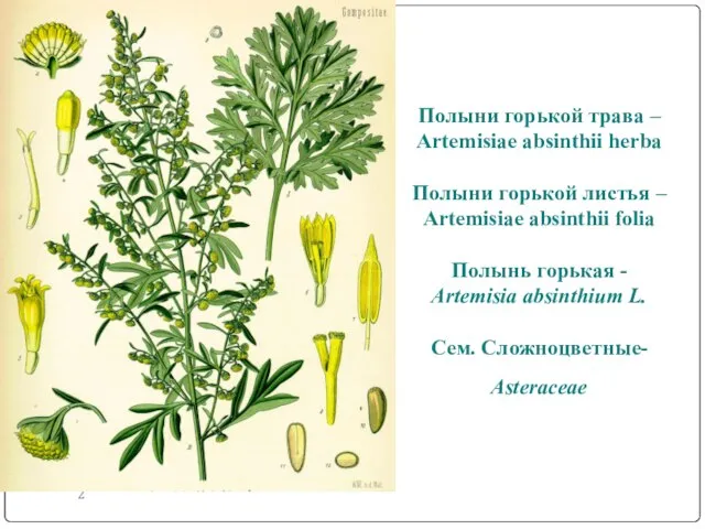 Полыни горькой трава – Artemisiae absinthii herba Полыни горькой листья –