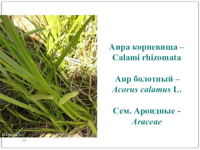 Аира корневища – Calami rhizomata Aup болотный – Acorus calamus L.