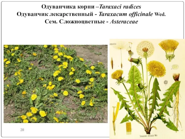 Одуванчика корни –Taraxaci radices Одуванчик лекарственный - Taraxacum officinale Wed. Сем.
