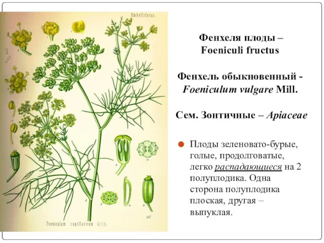 Фенхеля плоды – Foeniculi fructus Фенхель обыкновенный - Foeniculum vulgare Mill.