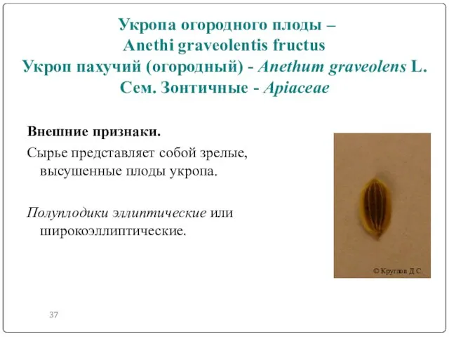 Укропа огородного плоды – Anethi graveolentis fructus Укроп пахучий (огородный) -