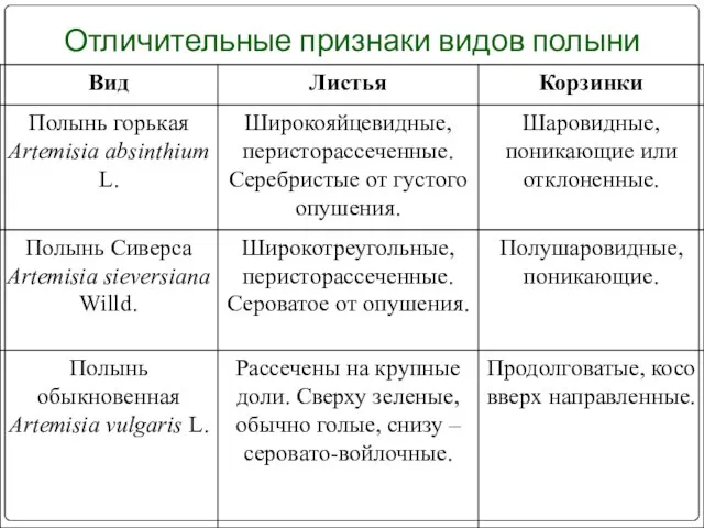 Отличительные признаки видов полыни