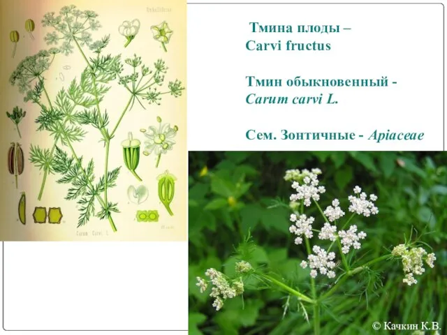 Тмина плоды – Carvi fructus Тмин обыкновенный - Carum carvi L.