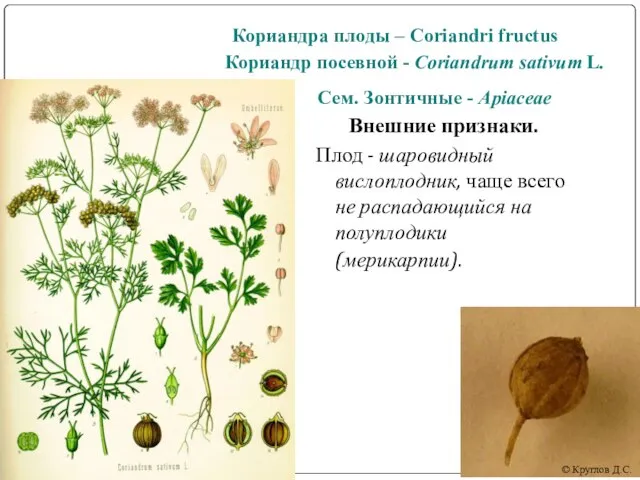 Кориандра плоды – Coriandri fructus Кориандр посевной - Coriandrum sativum L.