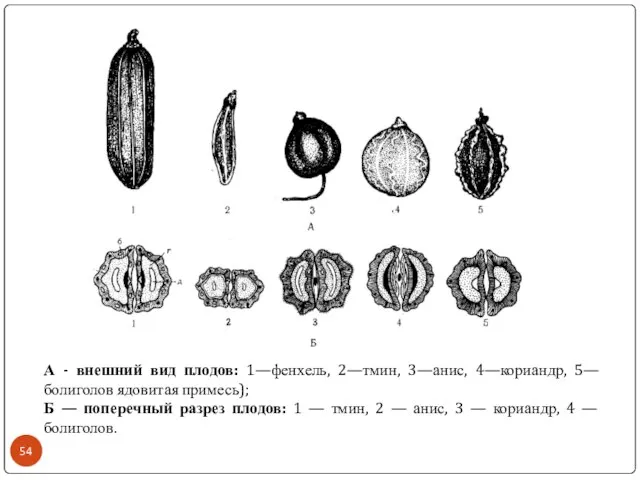 А - внешний вид плодов: 1—фенхель, 2—тмин, 3—анис, 4—кориандр, 5—болиголов ядовитая