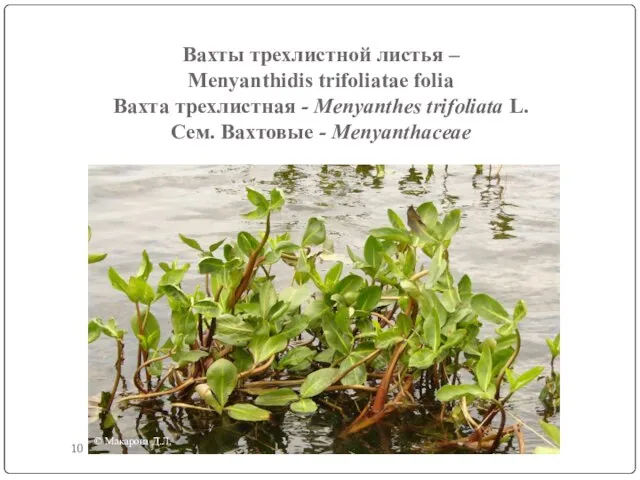 Вахты трехлистной листья – Menyanthidis trifoliatae folia Вахта трехлистная - Menyanthes