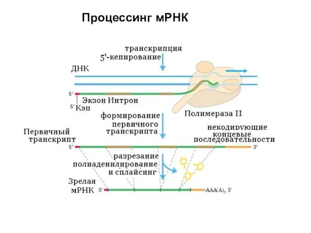 Процессинг мРНК