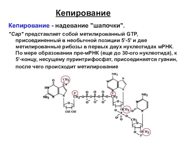 Кепирование Кепирование - надевание "шапочки". "Сар" представляет собой метилированный GTP, присоединенный