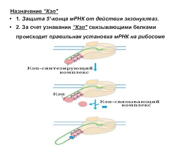 Назначение “Кэп" 1. Защита 5'-конца мРНК от действия экзонуклеаз. 2. За