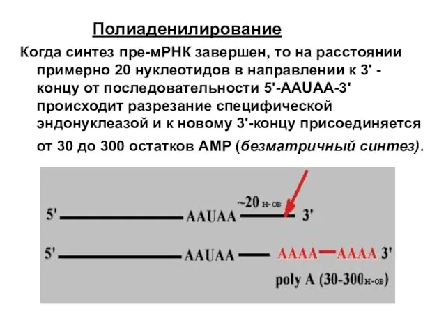 Полиаденилирование Когда синтез пре-мРНК завершен, то на расстоянии примерно 20 нуклеотидов