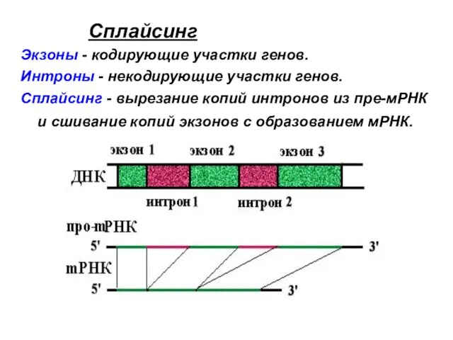 Сплайсинг Экзоны - кодирующие участки генов. Интроны - некодирующие участки генов.