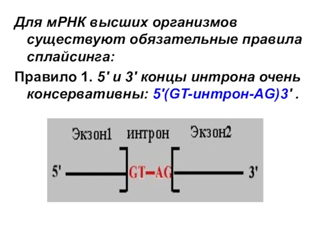 Для мРНК высших организмов существуют обязательные правила сплайсинга: Правило 1. 5'