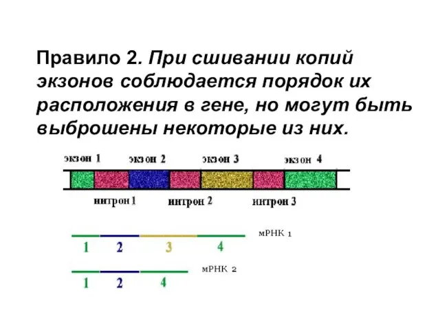 Правило 2. При сшивании копий экзонов соблюдается порядок их расположения в