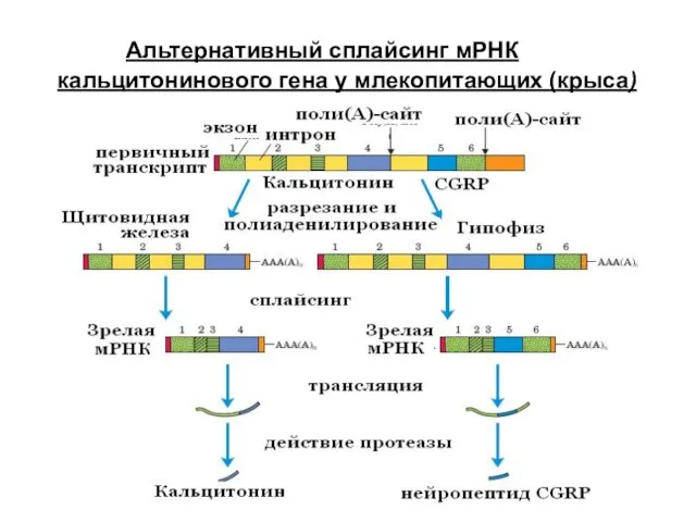 Альтернативный сплайсинг мРНК кальцитонинового гена у млекопитающих (крыса)