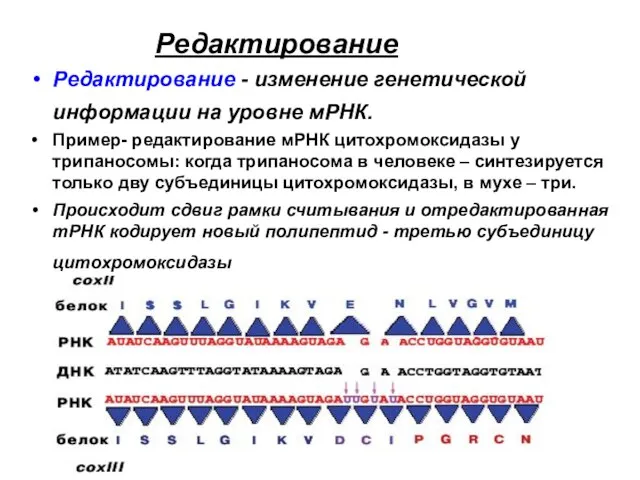 Редактирование Редактирование - изменение генетической информации на уровне мРНК. Пример- редактирование