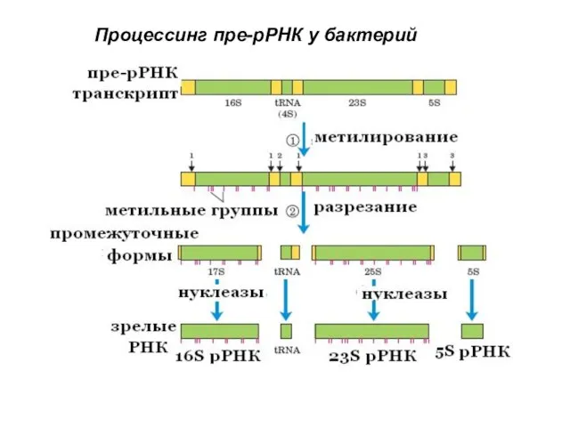 Процессинг пре-рРНК у бактерий