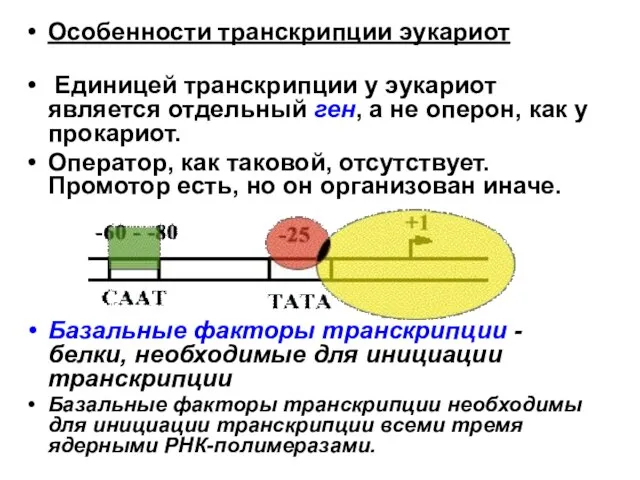 Особенности транскрипции эукариот Единицей транскрипции у эукариот является отдельный ген, а