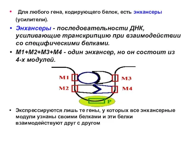 Для любого гена, кодирующего белок, есть энхансеры (усилители). Энхансеры - последовательности