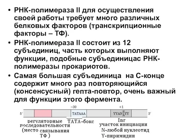 РНК-полимераза II для осуществления своей работы требует много различных белковых факторов