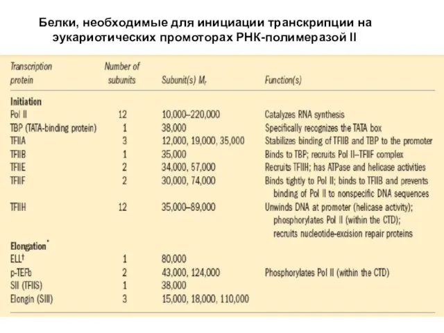 Белки, необходимые для инициации транскрипции на эукариотических промоторах РНК-полимеразой II