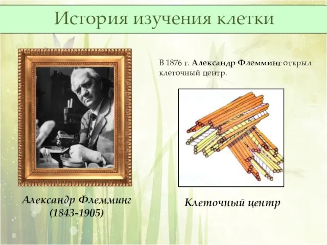 В 1876 г. Александр Флемминг открыл клеточный центр. Александр Флемминг (1843-1905) Клеточный центр История изучения клетки