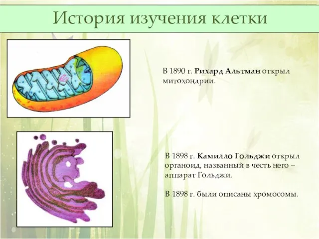 В 1890 г. Рихард Альтман открыл митохондрии. В 1898 г. Камилло