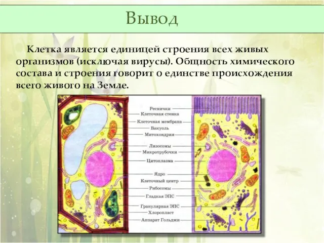 Клетка является единицей строения всех живых организмов (исключая вирусы). Общность химического