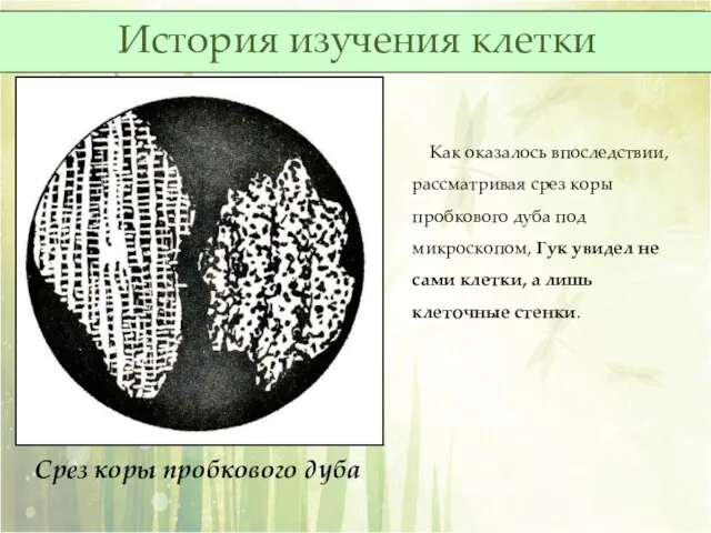 Срез коры пробкового дуба Как оказалось впоследствии, рассматривая срез коры пробкового