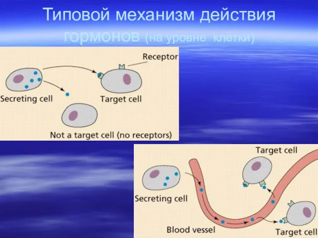 Типовой механизм действия гормонов (на уровне клетки)