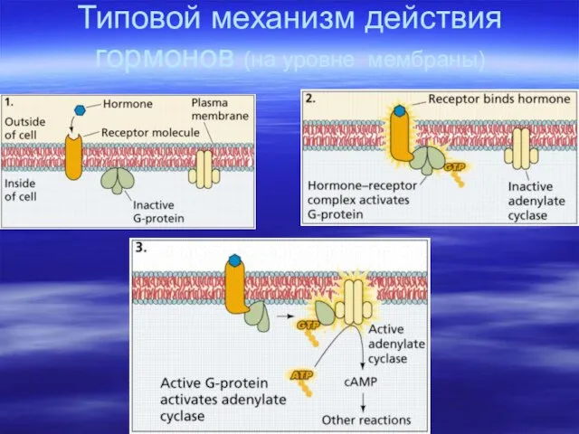 Типовой механизм действия гормонов (на уровне мембраны)