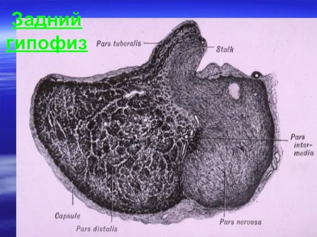 Задний гипофиз