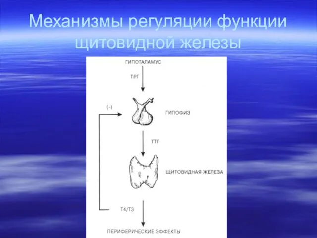 Механизмы регуляции функции щитовидной железы